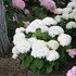 Invincibelle Wee White  Smooth hydrangea