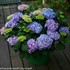 Let's Dance Rhythmic Blue Hydrangea