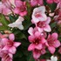 Weigela Czechmark Trilogy
