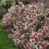 Weigela Czechmark Trilogy