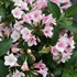 Weigela Czechmark Trilogy