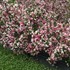 Weigela Czechmark Trilogy