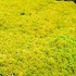 'Gold Moss' Sedum acre