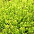'Gold Moss' Sedum acre