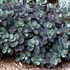 'Vera Jameson'  Sedum
