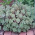 'Vera Jameson'  Sedum