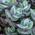 'Vera Jameson'  Sedum