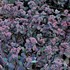 'Vera Jameson'  Sedum