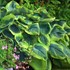 Hosta 'Frances Williams'