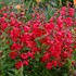Penstemon 'Cha Cha Cherry'
