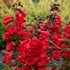 Penstemon 'Cha Cha Cherry'