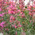 Agastache Sunrise Salmon & Pink