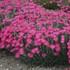 Dianthus 'Paint the Town Magenta' 
