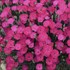 Dianthus 'Paint the Town Magenta' 