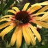 Fiery Meadow Mama Coneflower