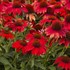 Sombrero 'Salsa Red' Coneflower