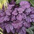 Heuchera 'Wild Rose'