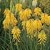 Kniphofia 'Banana Popsicle'