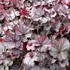 Heuchera NORTHERN EXPOSURE Silver