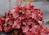 Heuchera NORTHERN EXPOSURE Red