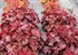 Heuchera NORTHERN EXPOSURE Red