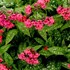 Pulmonaria 'Shrimps on the Barbie'