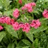 Pulmonaria 'Shrimps on the Barbie'