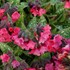 Pulmonaria 'Shrimps on the Barbie'