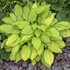 Hosta 'Island Breeze'
