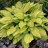 Hosta 'Island Breeze'