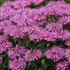 Monarda 'Bubblegum Blast' ppaf
