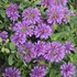 Monarda 'Lilac Lollipop