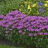 Monarda 'Lilac Lollipop
