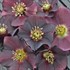 Helleborus 'Rome in Red'
