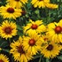 'Amber Wheels' Blanket Flower