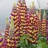'Manhattan Lights' Lupine WESTCOUNTRY