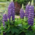 'Blacksmith' Lupine WESTCOUNTRY