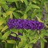 Buddleia 'Little Nugget' HUMDINGER Collection