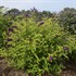 Buddleia 'Little Nugget' HUMDINGER Collection