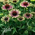 'Green Twister'  Coneflower