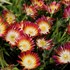 'Ruby' Jewel of Desert Delosperma
