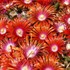 Ice Plant 'Red Mountain Flame'