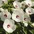 Hibiscus 'Luna White'