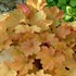 Heuchera 'Caramel'
