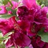 'Queeny Purple' Hollyhock