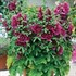 'Queeny Purple' Hollyhock