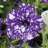 Headliner 'Night Sky' Petunia