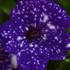 Headliner 'Night Sky' Petunia