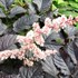'Chocolate Shogun' Astilbe