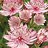 'Sparkling Stars Pink' Astrantia